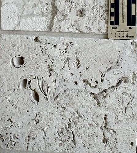 Corals in wall
