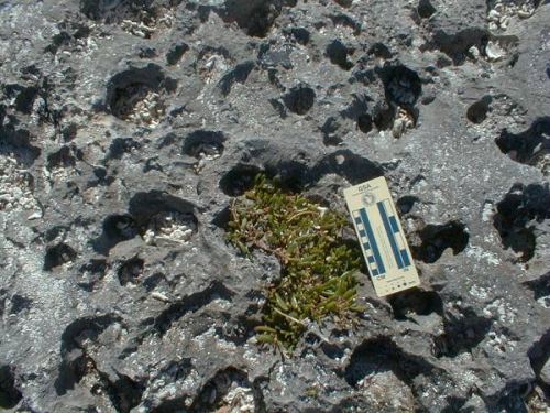rock surface with plants