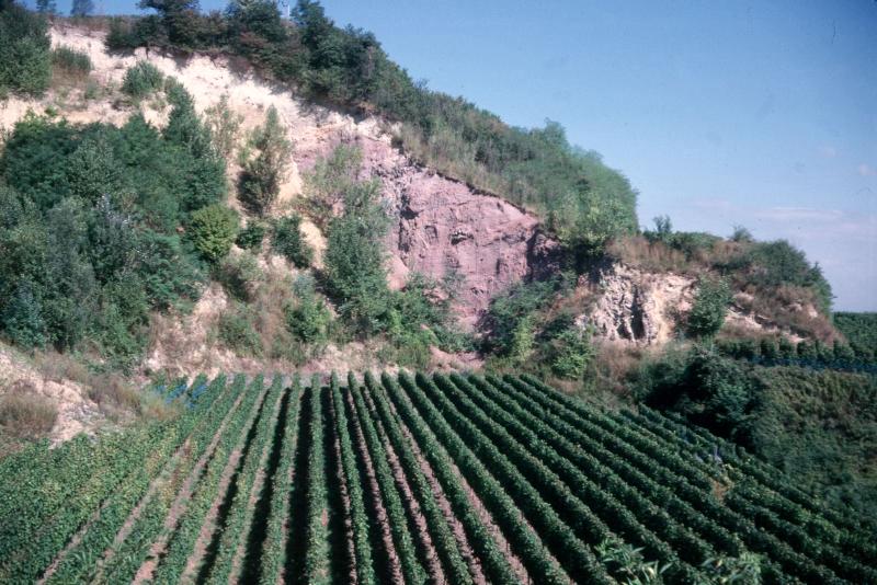 Kaiserstuhl vineyard