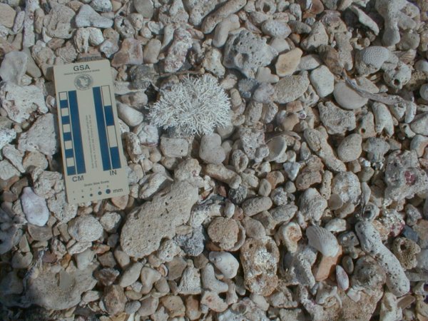 beach sediment