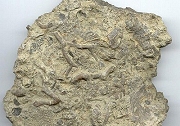 fossil slab