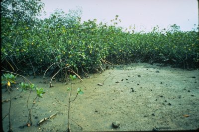 mangroves - 36 kb