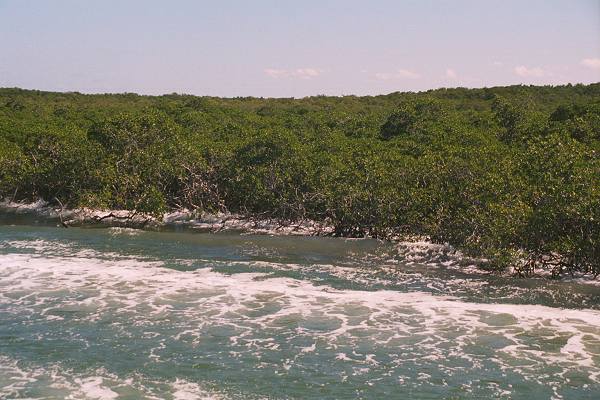 boat wash into mangroves