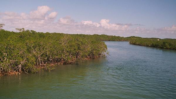 tidal creek bordered by mangroves