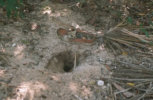 land crab burrow