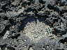carbonate gravel in irregular surface of rock platform