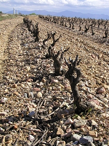 roussillon vines in gravel